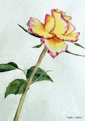 Postkarte "Rose Gloria Dei"